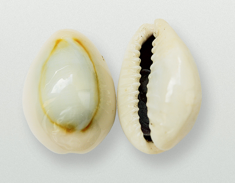 Cowries (cypraea annulus)